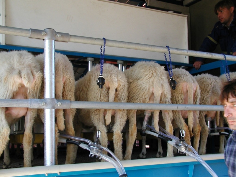 доильные аппараты для овец