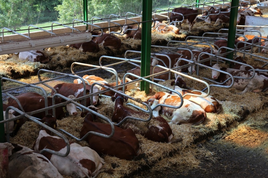 Barn for dairy cows - Horní Kalná