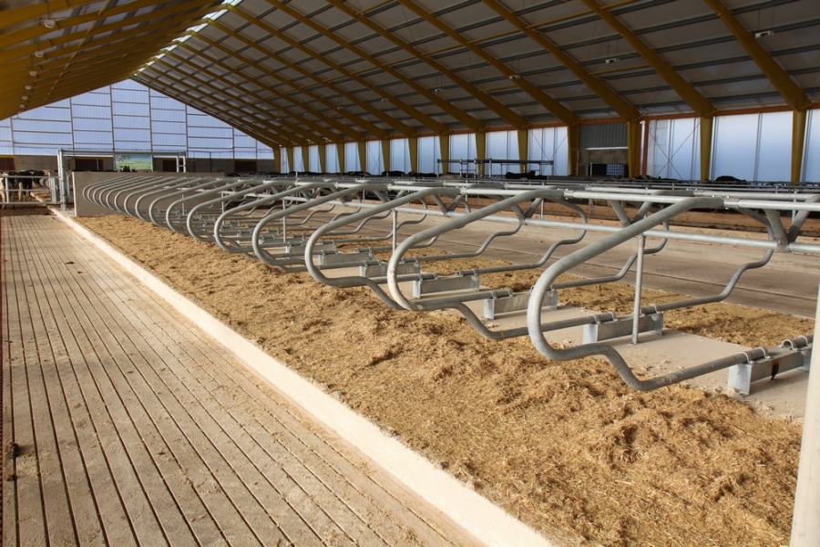Barn for dairy cows + maternity pens - Morašice