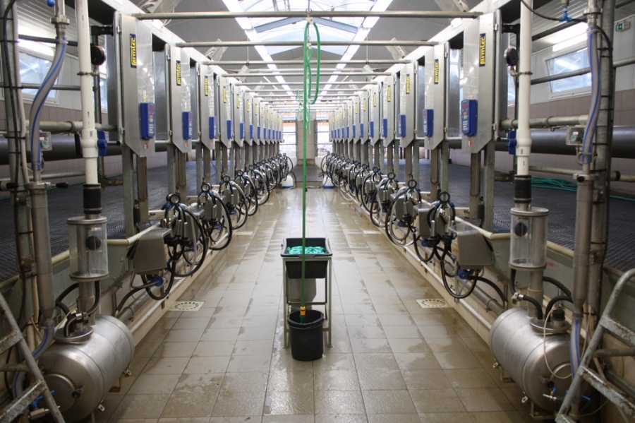 Dovetail milking parlour - Číčov 