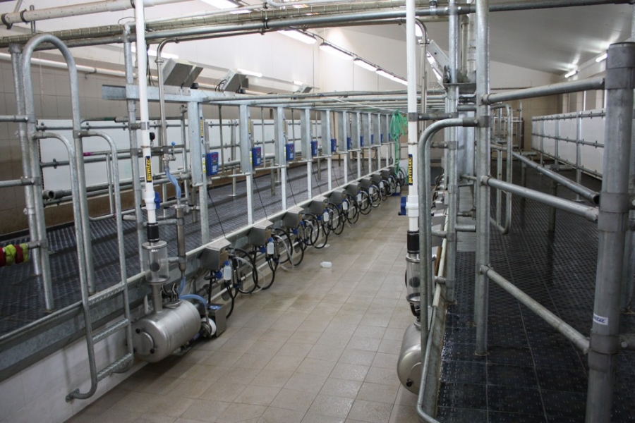 Dovetail milking parlour - Hajany