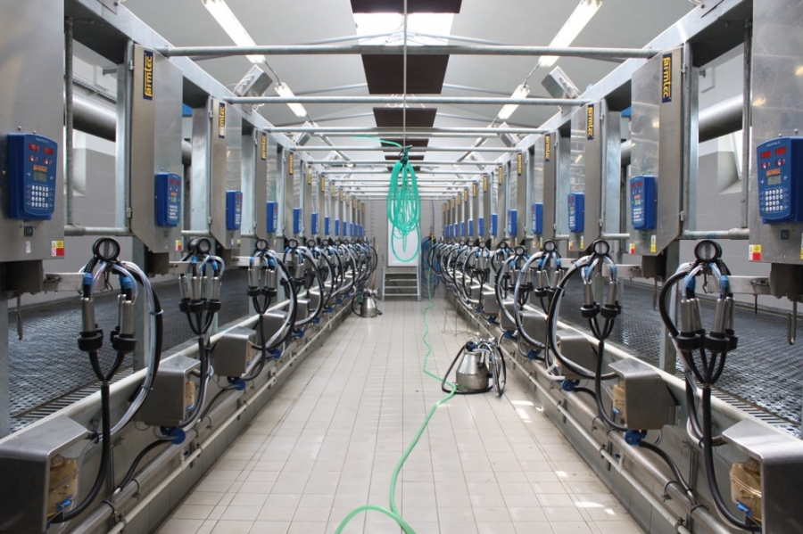 Dovetail milking parlour - Jestřebice