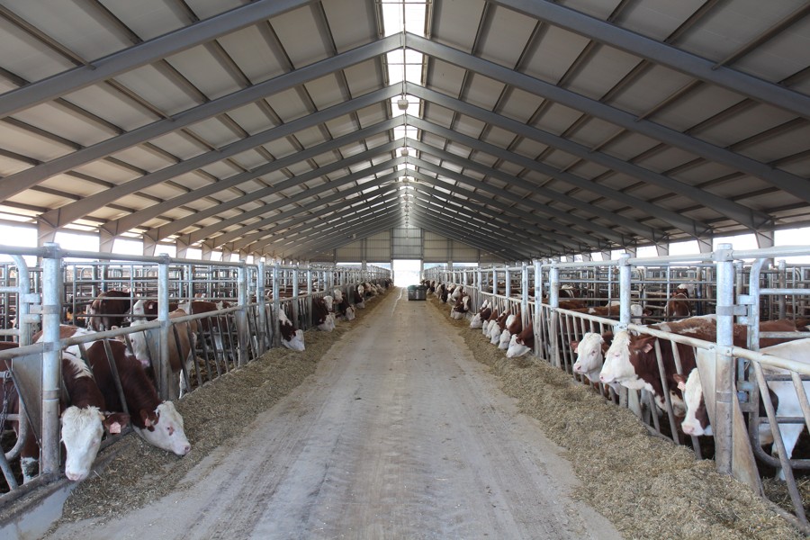 Farm for Bulls Fattening Karle