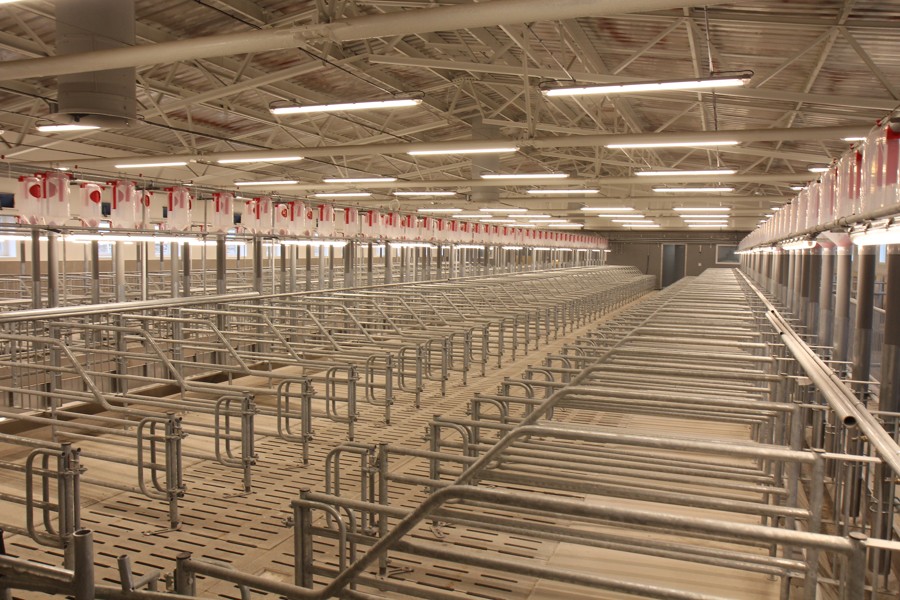 Farm for sows breeding - Přílepov
