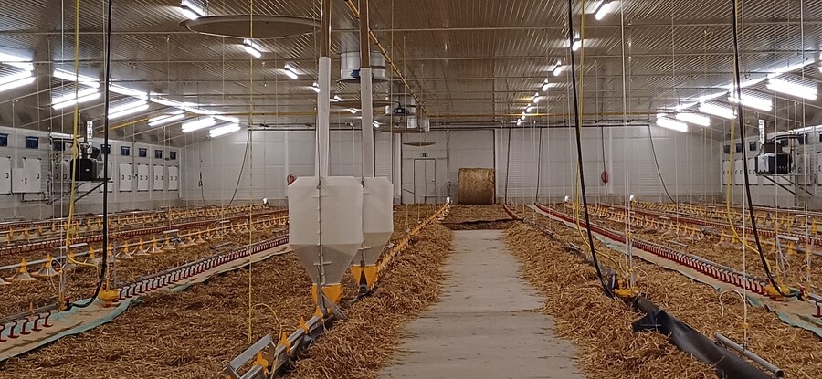Fattening stable for broilers chickens Kozlov