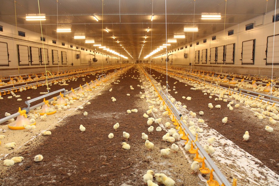 Fattening stable for broilers chickens Líšno