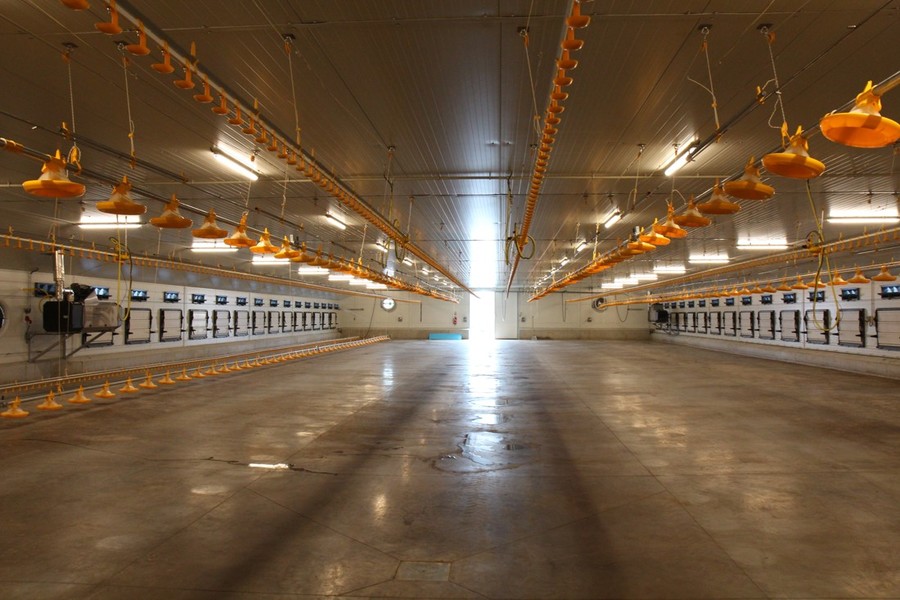 Fattening stable for broilers chickens Toušice