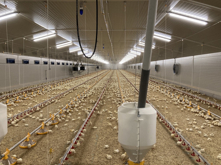 Fattening stables for broilers chickens Strakonice