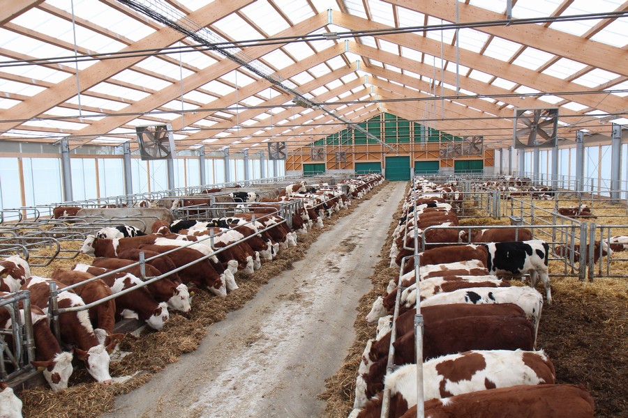Heifers Barn Jestřebice