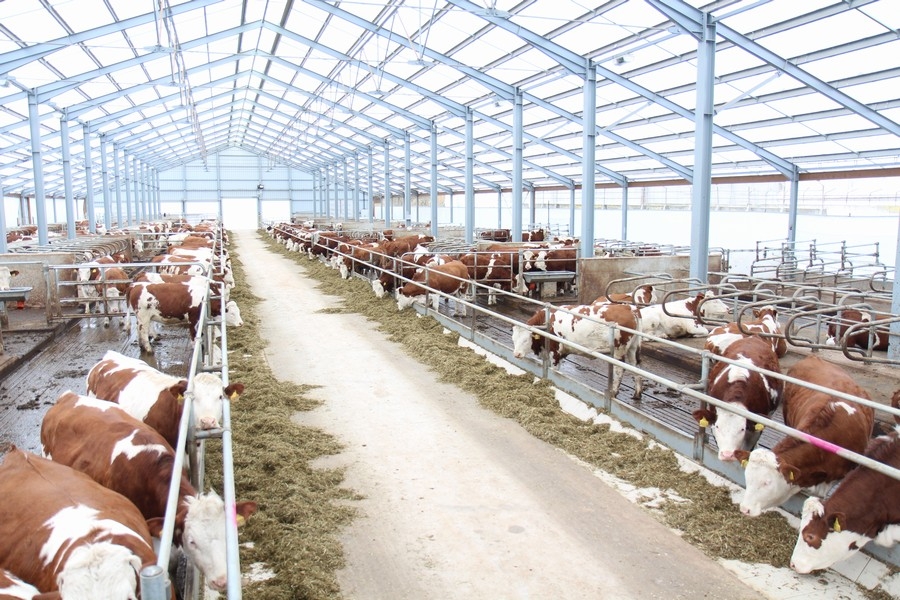 Heifers Barn Karle