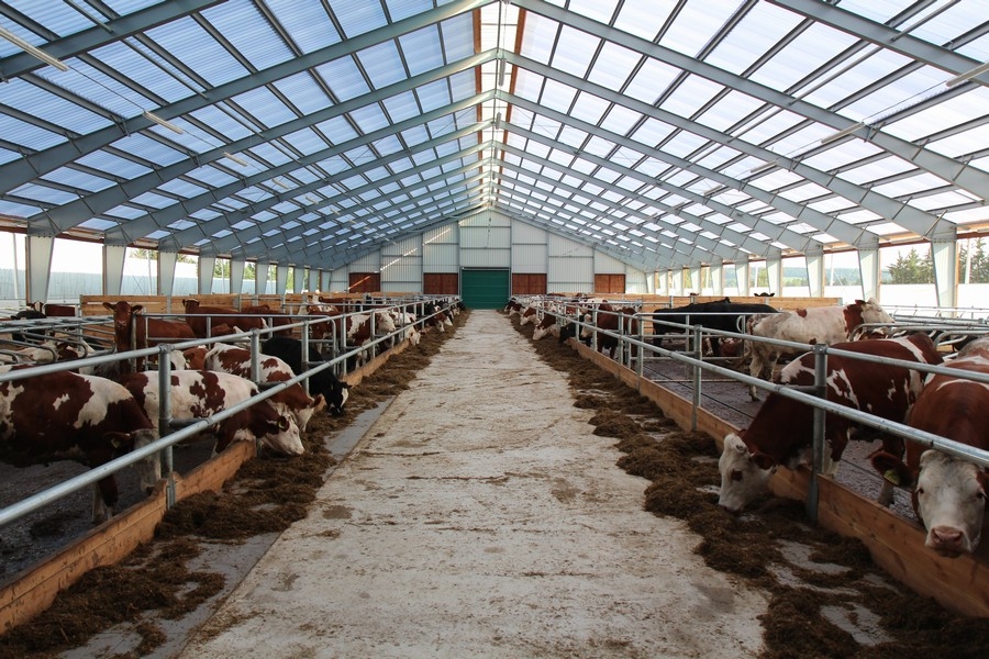 Heifers Barn Nuzbely