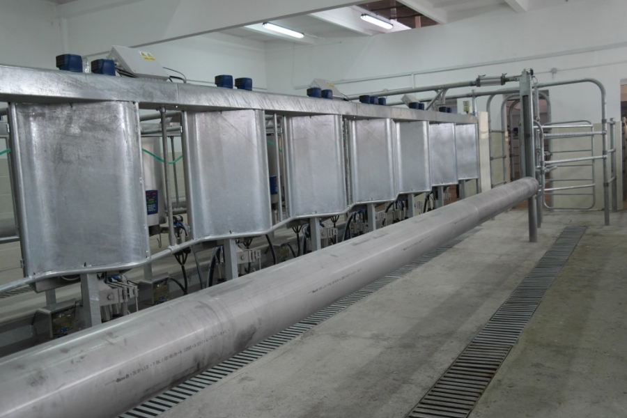 Herringbone milking parlour Kchuroson