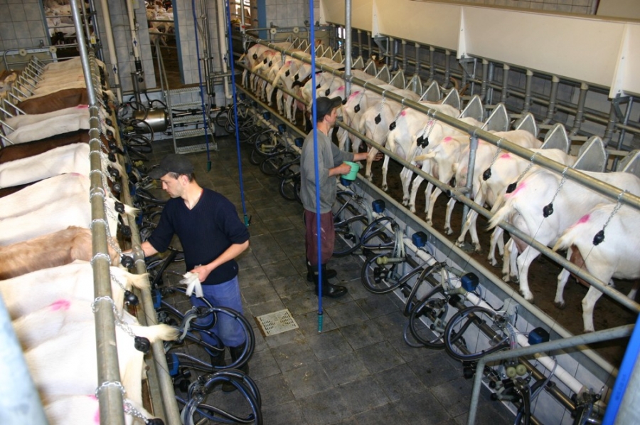 Milking parlour for sheep and goats - Pěnčín 