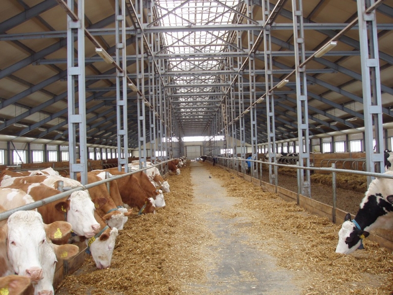 Mléčná farma pro krávy a jalovice - Ljachovo