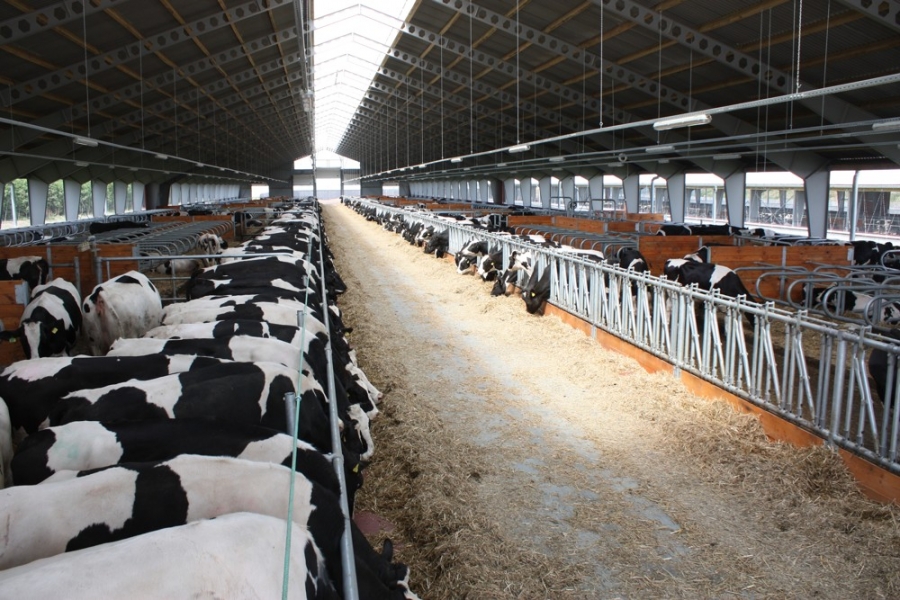 Stable for breeding heifers - Krotoszyn