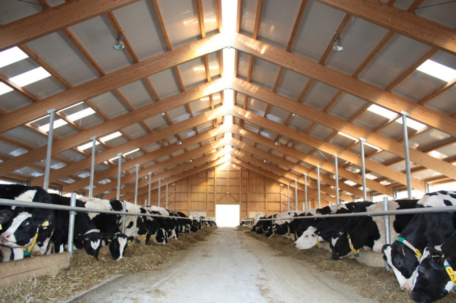 Stable for dairy cows - Chyšná