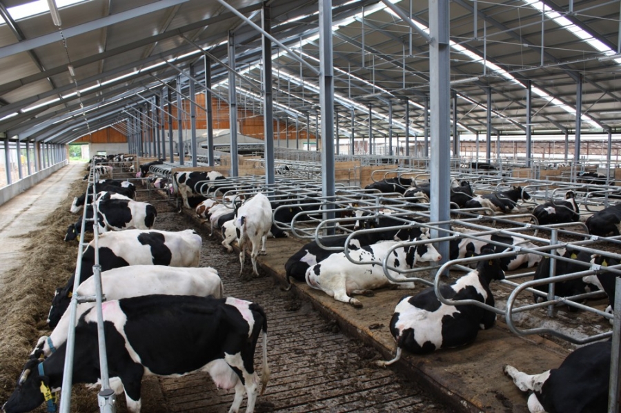 Stable for dairy cows - Číčov
