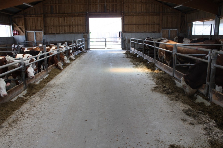 Stable for fattening of cattle - Březí