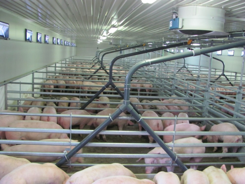 Stable for fattening pigs - Svídnice