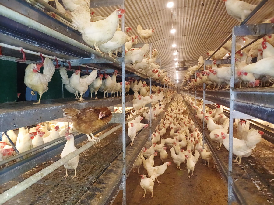 Stable for laying hens breeding Semechnice